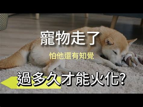 狗狗死掉怎麼處理